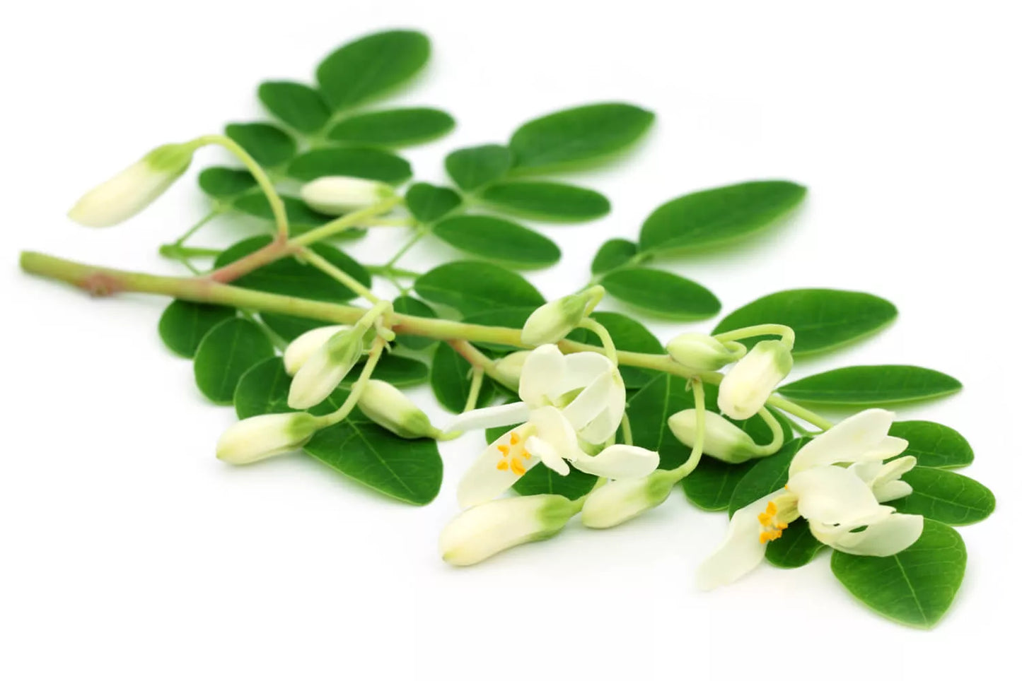 Moringa Biologisch 60 Vegan-Capsules