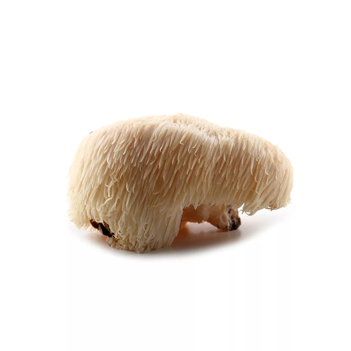 Lion's Mane Pruikzwam Biologisch  60 Vegan-Capsules